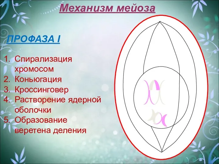 Механизм мейоза ПРОФАЗА I Спирализация хромосом Коньюгация Кроссинговер Растворение ядерной оболочки Образование веретена деления