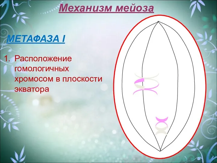 Механизм мейоза МЕТАФАЗА I Расположение гомологичных хромосом в плоскости экватора