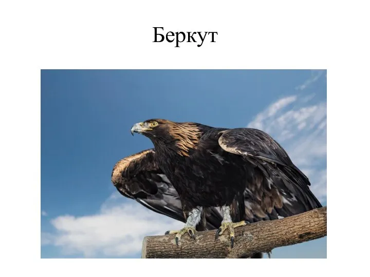 Беркут