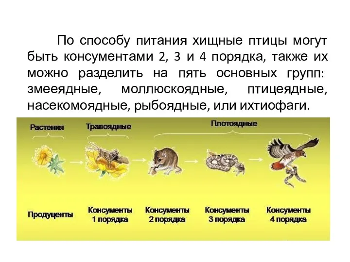 По способу питания хищные птицы могут быть консументами 2, 3 и 4