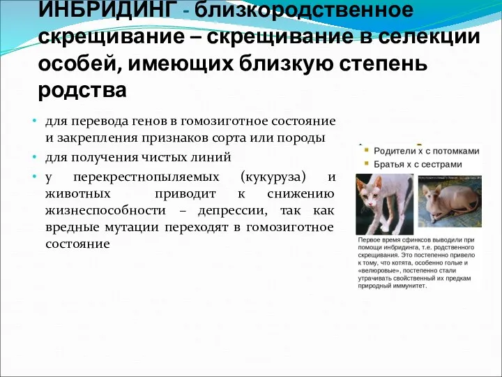 ИНБРИДИНГ - близкородственное скрещивание – скрещивание в селекции особей, имеющих близкую степень