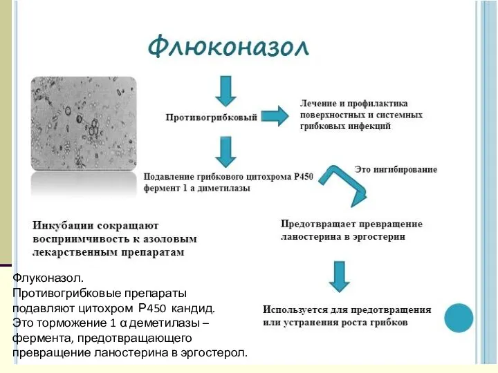 Флуконазол. Противогрибковые препараты подавляют цитохром Р450 кандид. Это торможение 1 α деметилазы