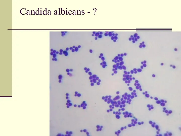 Candida albicans - ?