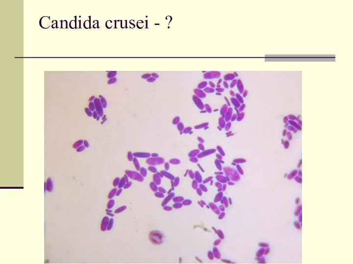 Candida crusei - ?