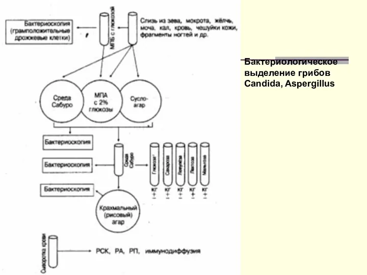 Бактериологическое выделение грибов Candida, Aspergillus