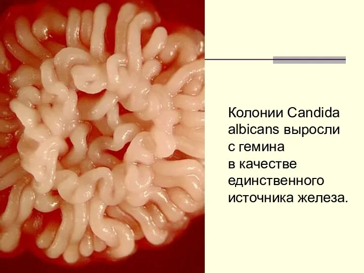 Колонии Candida albicans выросли с гемина в качестве единственного источника железа.