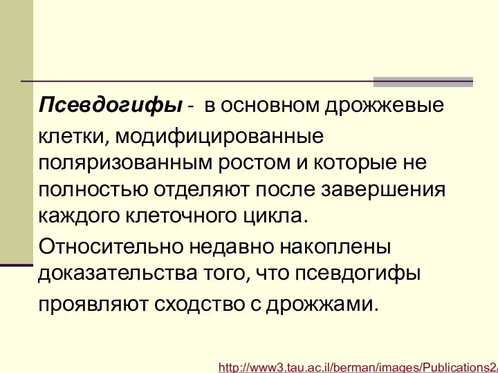 Псевдогифы - в основном дрожжевые клетки, модифицированные поляризованным ростом и которые не