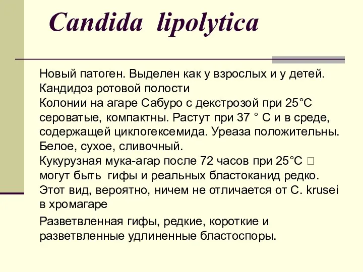 Candida lipolytica Новый патоген. Выделен как у взрослых и у детей. Кандидоз