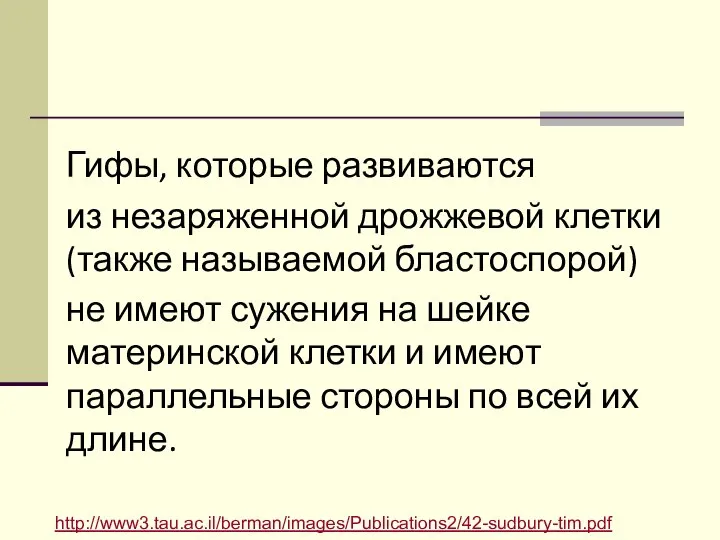 Гифы, которые развиваются из незаряженной дрожжевой клетки (также называемой бластоспорой) не имеют