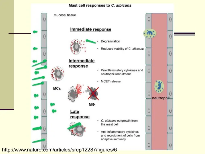 http://www.nature.com/articles/srep12287/figures/6