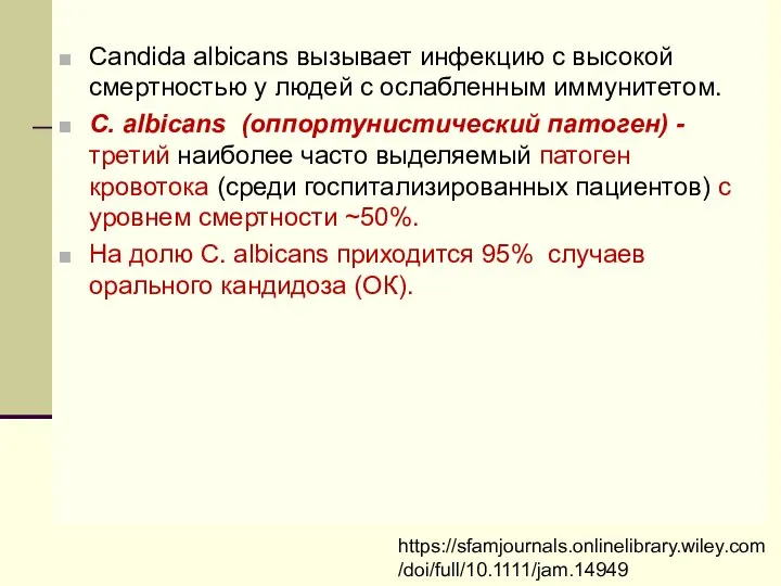 Candida albicans вызывает инфекцию с высокой смертностью у людей с ослабленным иммунитетом.