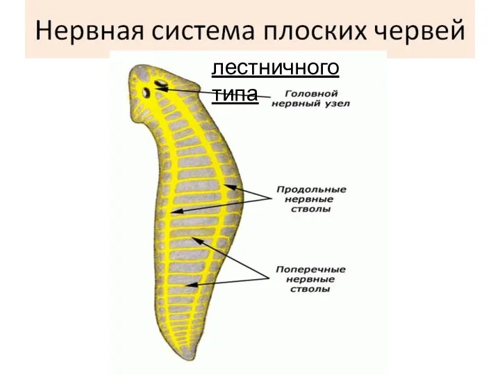 лестничного типа