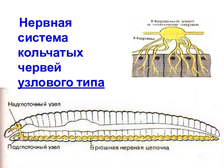 Нервная система кольчатых червей узлового типа