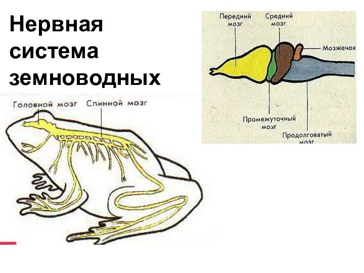 Нервная система земноводных