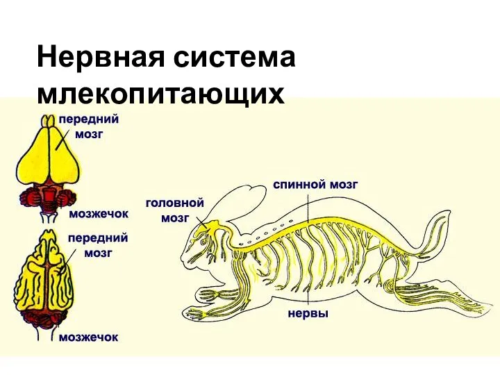 Нервная система млекопитающих