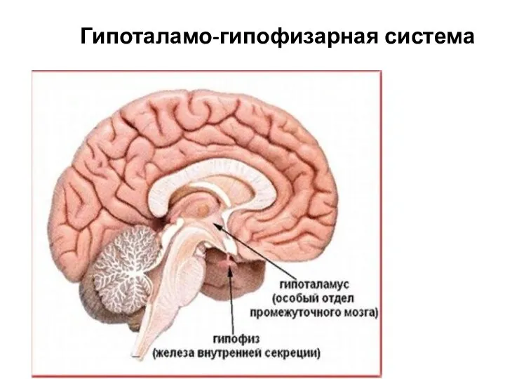 Гипоталамо-гипофизарная система