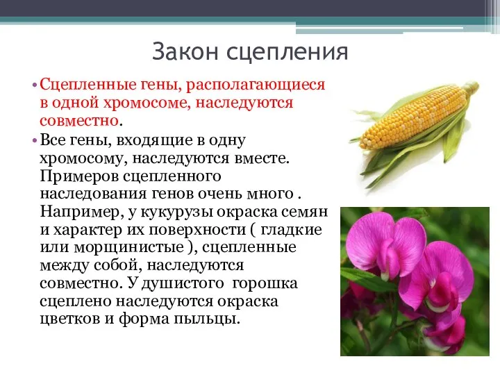 Закон сцепления Сцепленные гены, располагающиеся в одной хромосоме, наследуются совместно. Все гены,