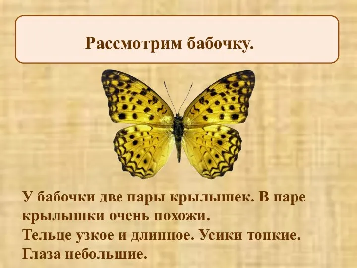 Рассмотрим бабочку. У бабочки две пары крылышек. В паре крылышки очень похожи.