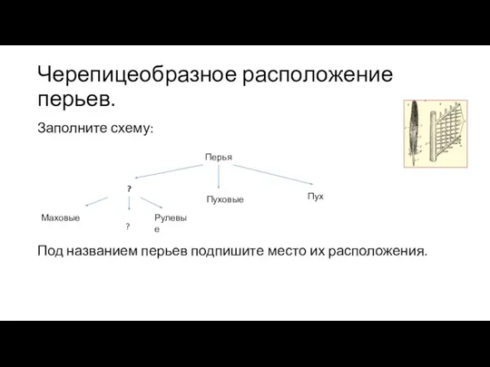 Черепицеобразное расположение перьев. Заполните схему: Под названием перьев подпишите место их расположения.