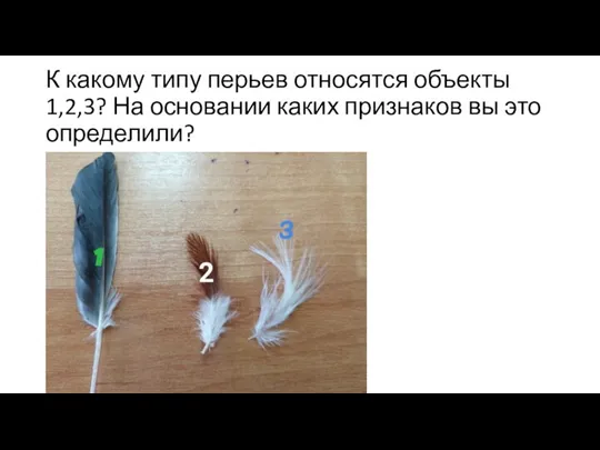 К какому типу перьев относятся объекты 1,2,3? На основании каких признаков вы это определили?