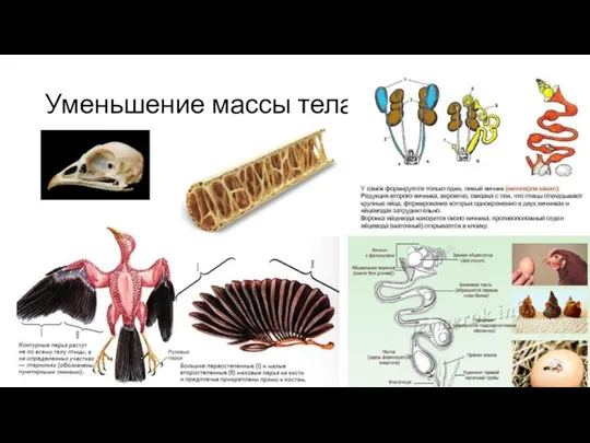 Уменьшение массы тела.