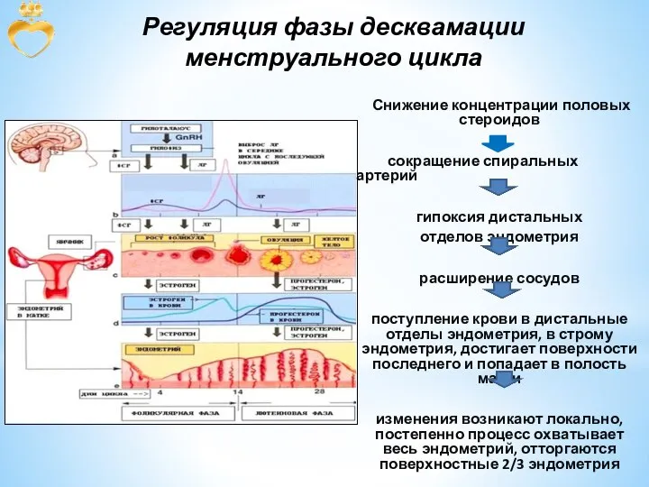 Регуляция фазы десквамации менструального цикла Снижение концентрации половых стероидов сокращение спиральных артерий