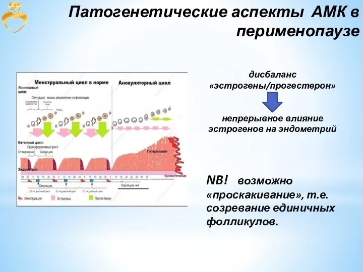 Патогенетические аспекты АМК в перименопаузе NB! возможно «проскакивание», т.е. созревание единичных фолликулов.