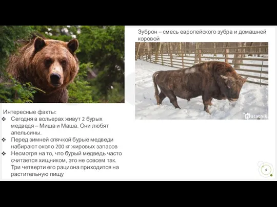 Интересные факты: Сегодня в вольерах живут 2 бурых медведя – Миша и