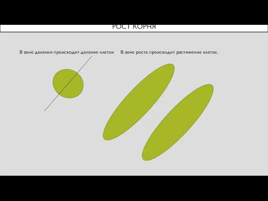 РОСТ КОРНЯ В зоне деления происходит деление клеток В зоне роста происходит растяжение клеток.