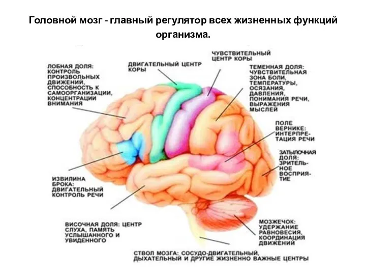 Головной мозг - главный регулятор всех жизненных функций организма. Повреждение мозга – нарушение функции.