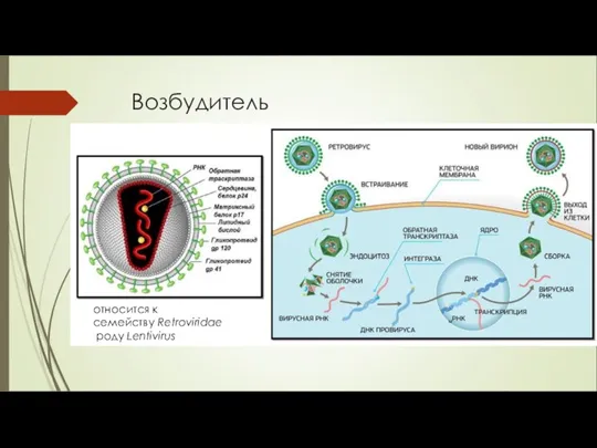 Возбудитель относится к семейству Retroviridae роду Lentivirus