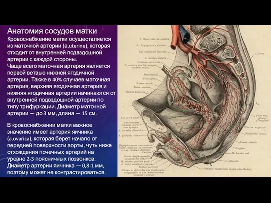 Анатомия сосудов матки Кровоснабжение матки осуществляется из маточной артерии (а.uterine), которая отходит