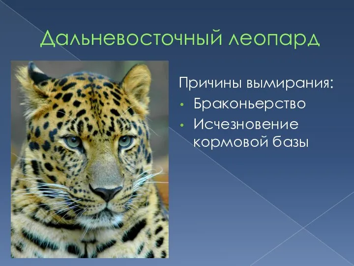 Дальневосточный леопард Причины вымирания: Браконьерство Исчезновение кормовой базы