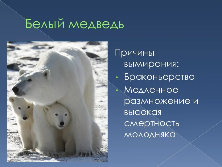 Белый медведь Причины вымирания: Браконьерство Медленное размножение и высокая смертность молодняка