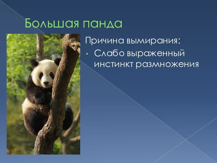 Большая панда Причина вымирания: Слабо выраженный инстинкт размножения