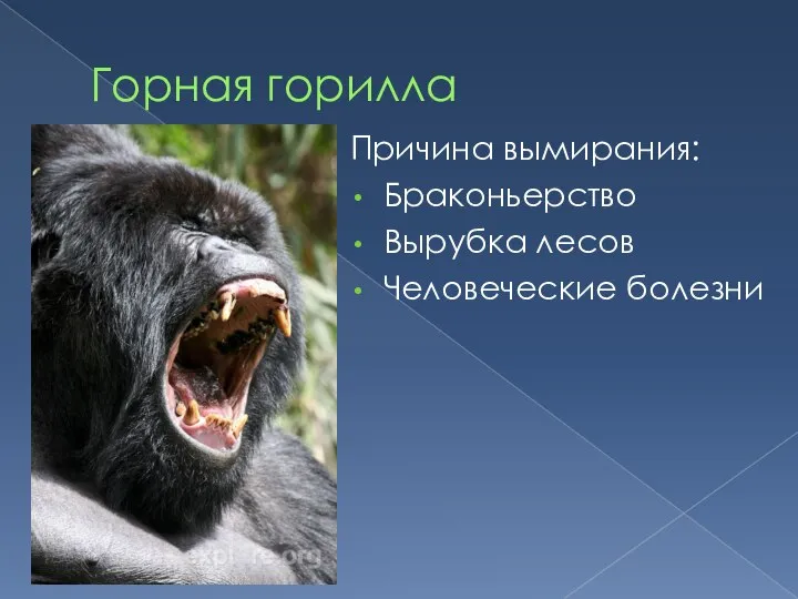 Горная горилла Причина вымирания: Браконьерство Вырубка лесов Человеческие болезни