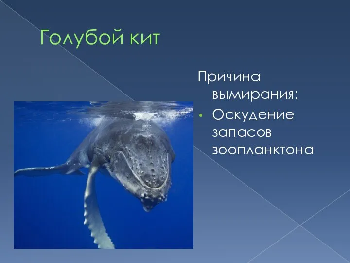 Голубой кит Причина вымирания: Оскудение запасов зоопланктона