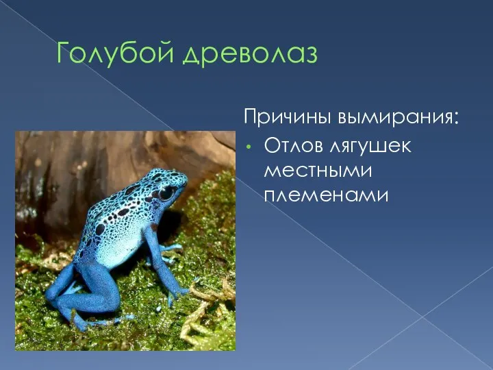 Голубой древолаз Причины вымирания: Отлов лягушек местными племенами