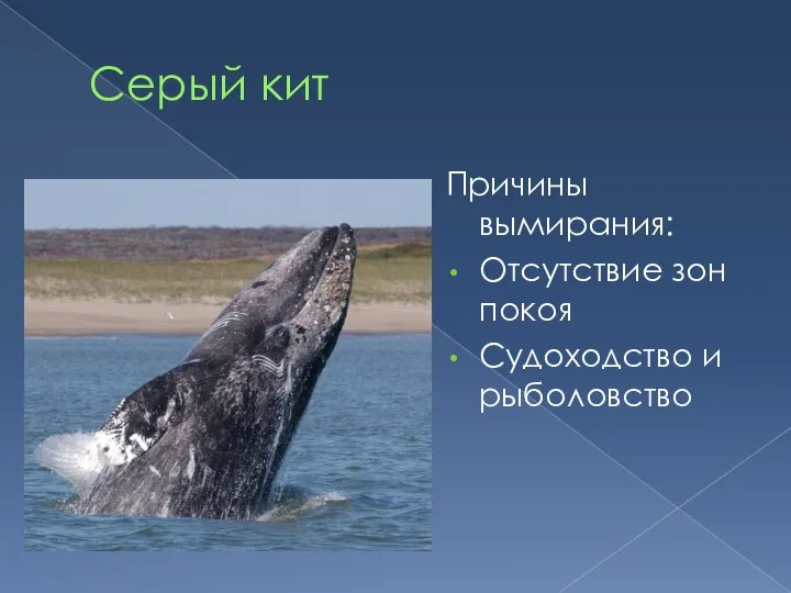 Серый кит Причины вымирания: Отсутствие зон покоя Судоходство и рыболовство