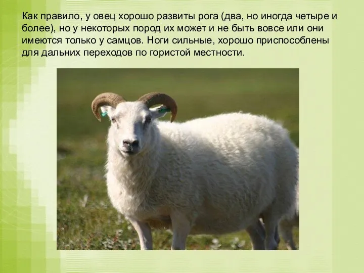 Как правило, у овец хорошо развиты рога (два, но иногда четыре и