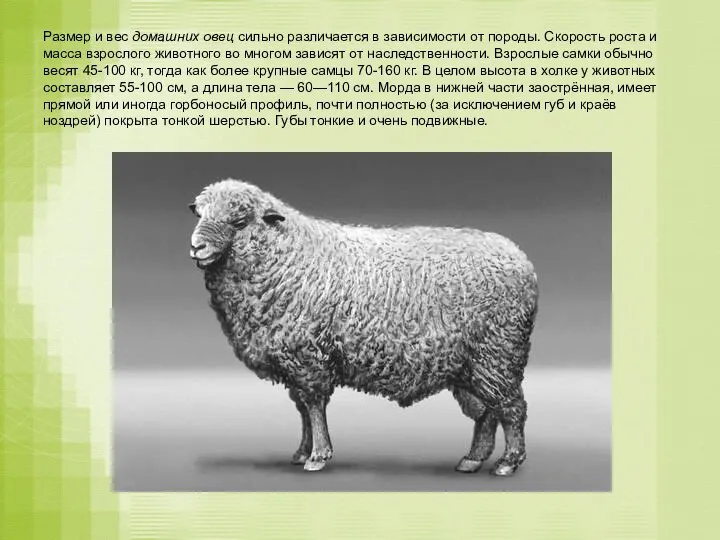 Размер и вес домашних овец сильно различается в зависимости от породы. Скорость