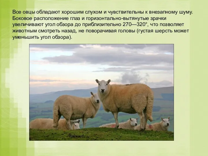 Все овцы обладают хорошим слухом и чувствительны к внезапному шуму. Боковое расположение