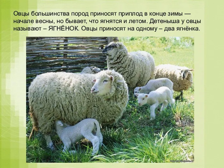 Овцы большинства пород приносят приплод в конце зимы — начале весны, но