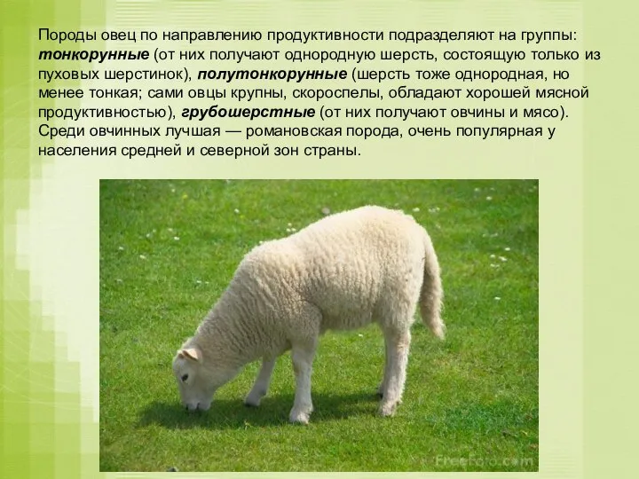 Породы овец по направлению продуктивности подразделяют на группы: тонкорунные (от них получают