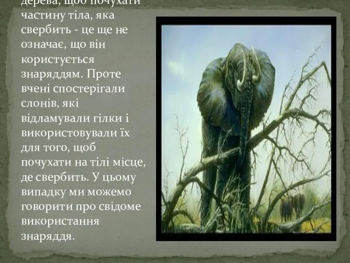 Інколи слон просто треться об стовбур дерева, щоб почухати частину тіла, яка