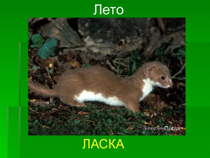 ЛАСКА Лето