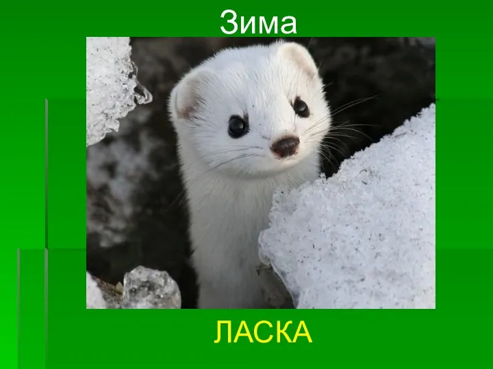 ЛАСКА Зима