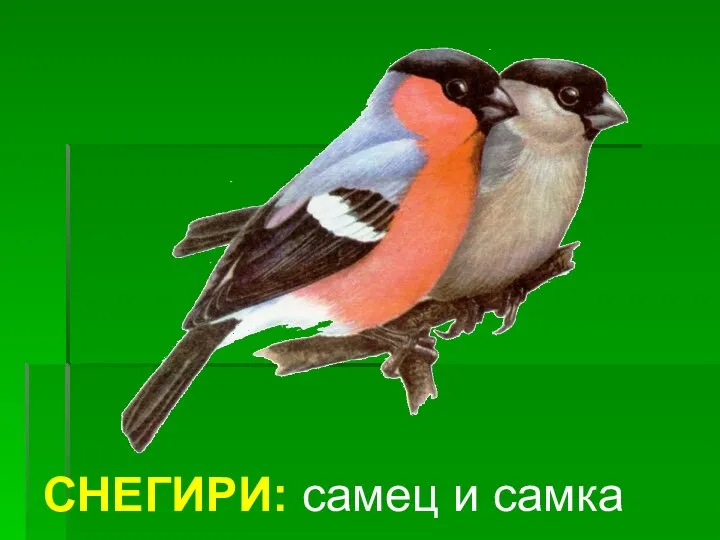 СНЕГИРИ: самец и самка