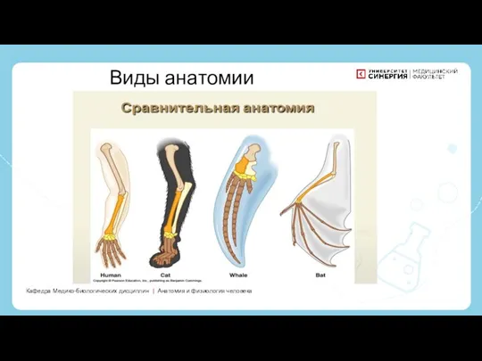 Кафедра Медико-биологических дисциплин | Анатомия и физиология человека Виды анатомии