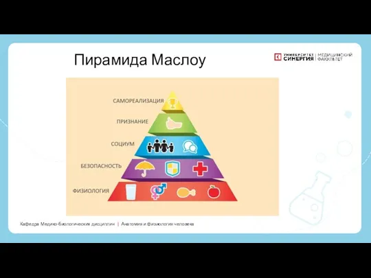 Кафедра Медико-биологических дисциплин | Анатомия и физиология человека Пирамида Маслоу